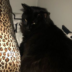 Meet your Posher, Cat